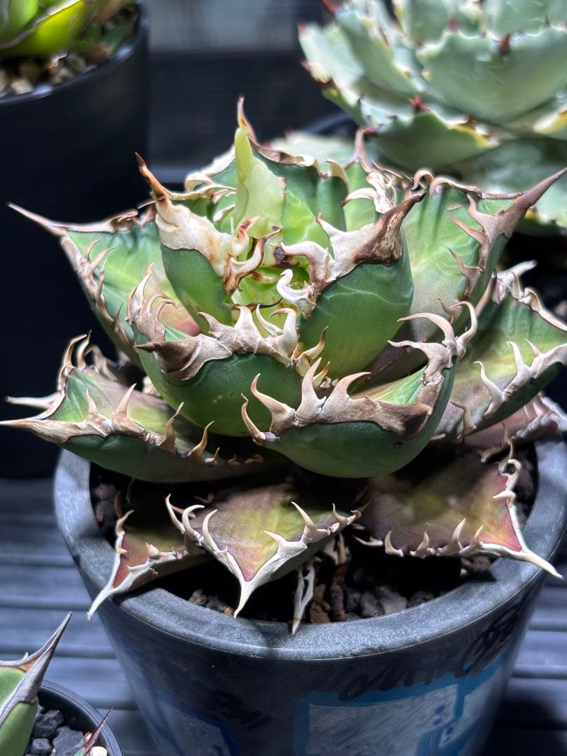 Agaveレッドキャットウィーズル