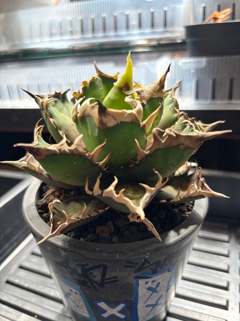 Agaveレッドキャットウィーズル