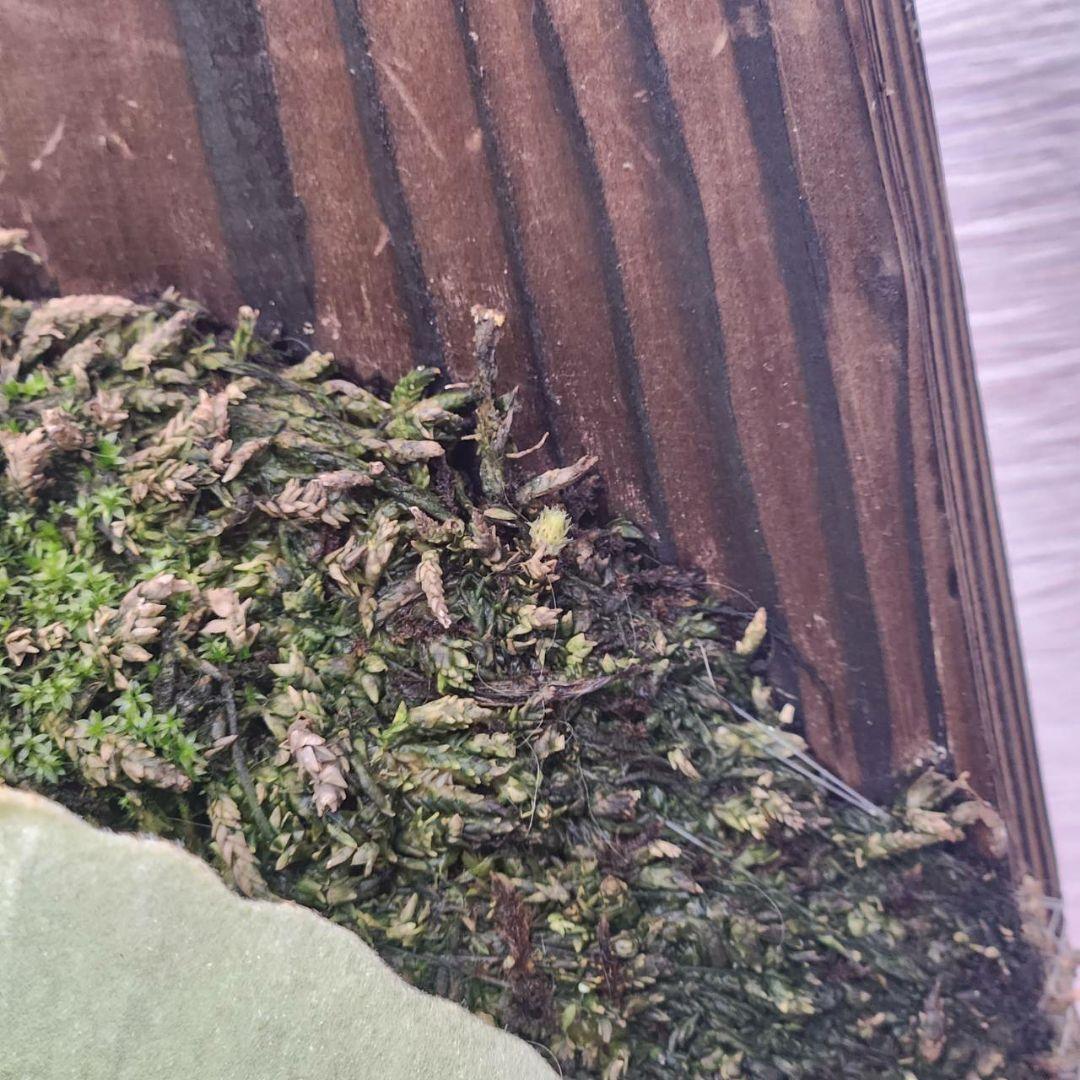 月光爪哇OC子株　ウィリンキー　ビカクシダ　willinckii ゲッコウジャワ