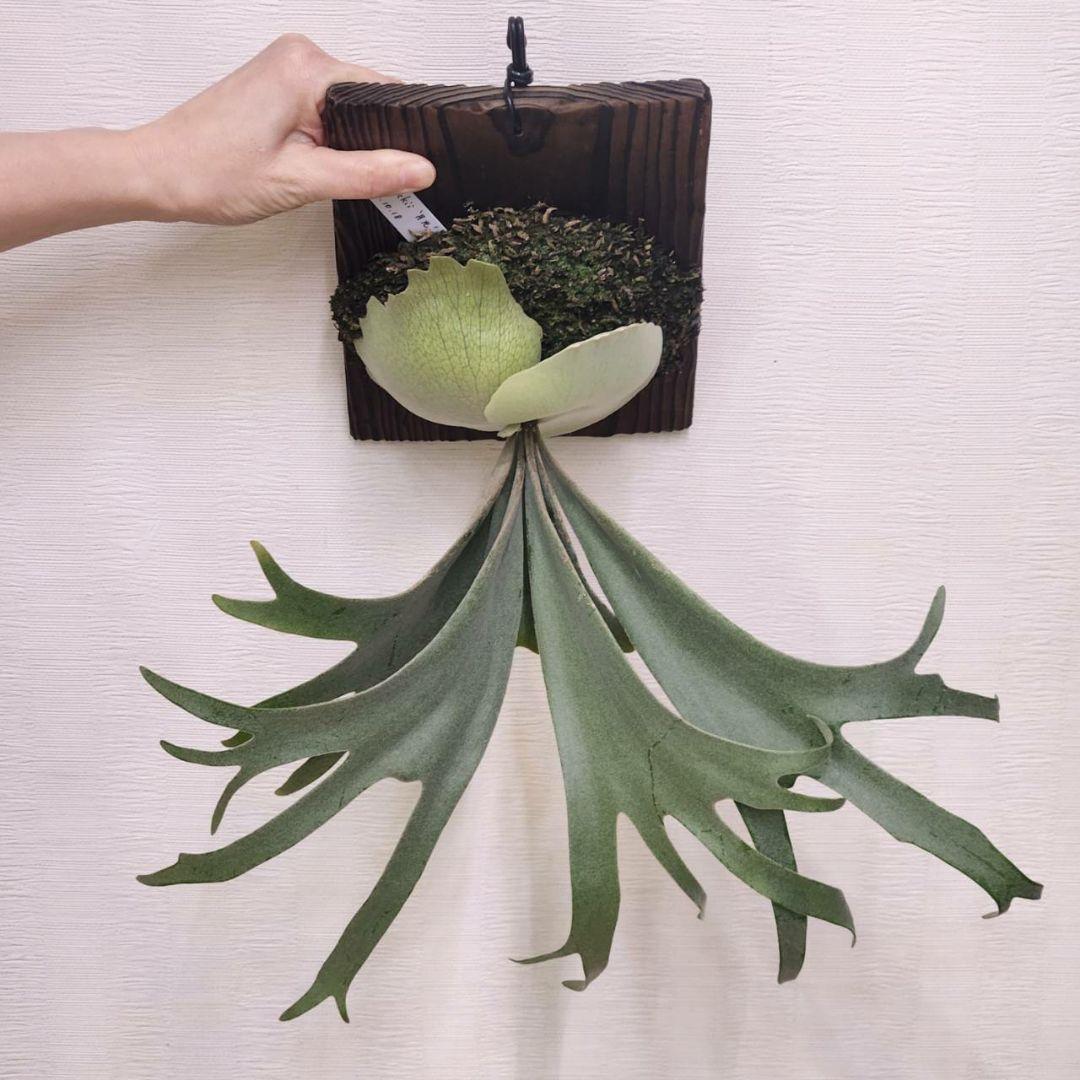 月光爪哇OC子株　ウィリンキー　ビカクシダ　willinckii ゲッコウジャワ