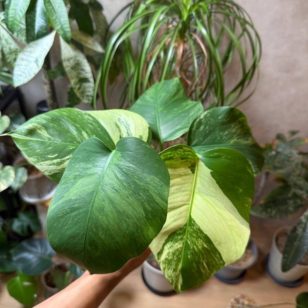 モンステラ・ポトス Monstera Borsigiana Cebublue mint 02