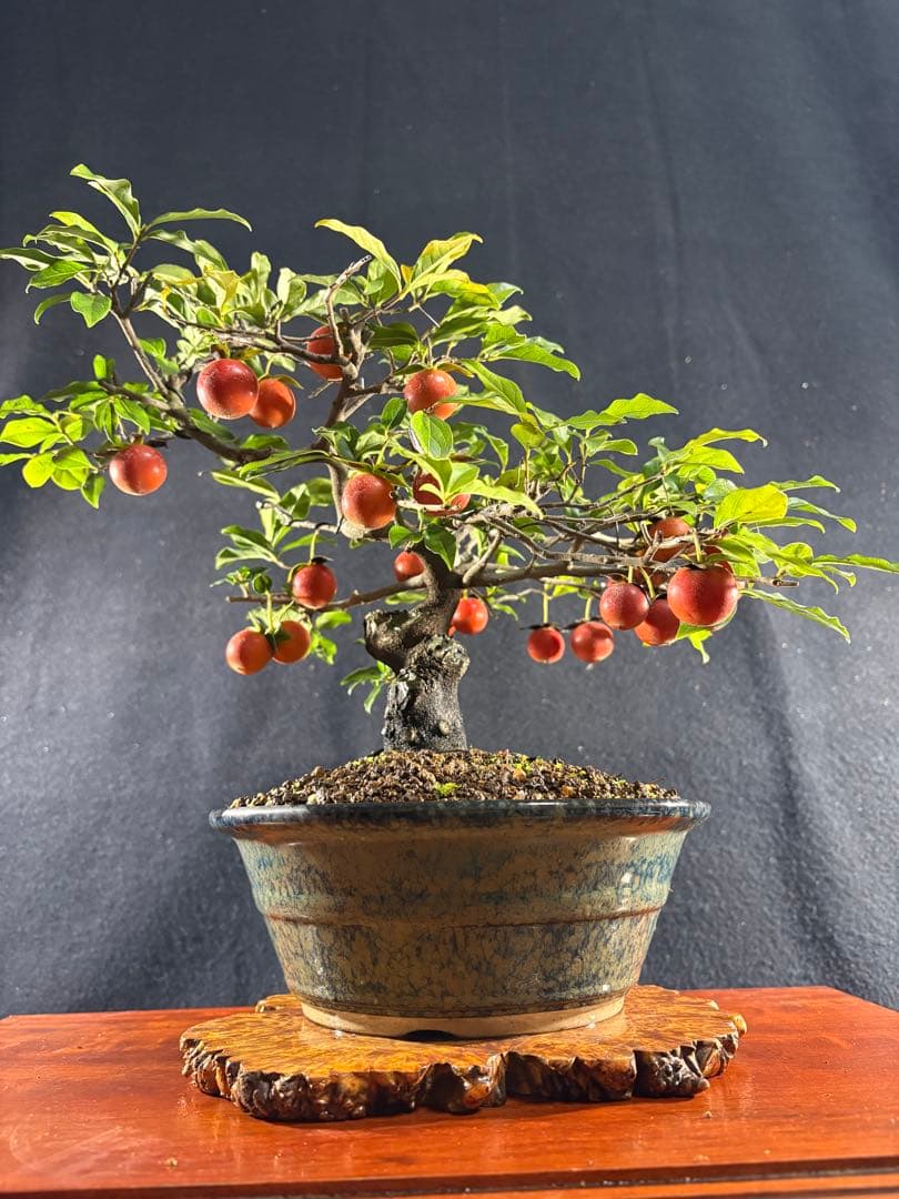 貴風盆栽、常盤木、模様木、沢山の実付き やや傷や汚れあり