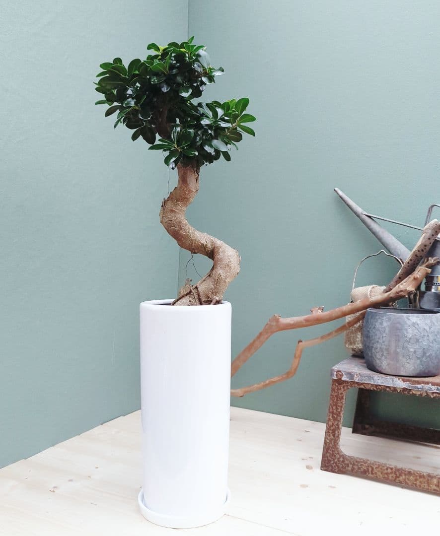 2月限定価格!!昇り龍 ガジュマル曲がり ７号ロング 陶器 縁起物