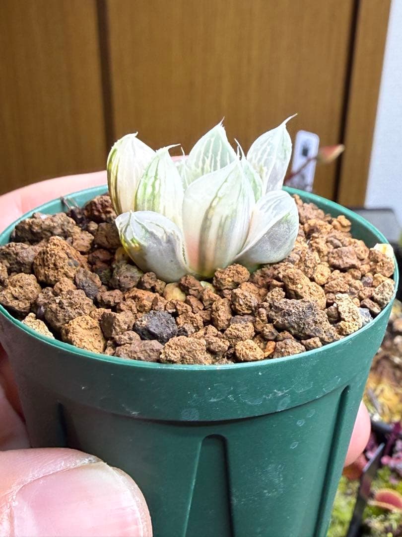 ハオルチアオブツーサ錦　白蛇伝　発根済み