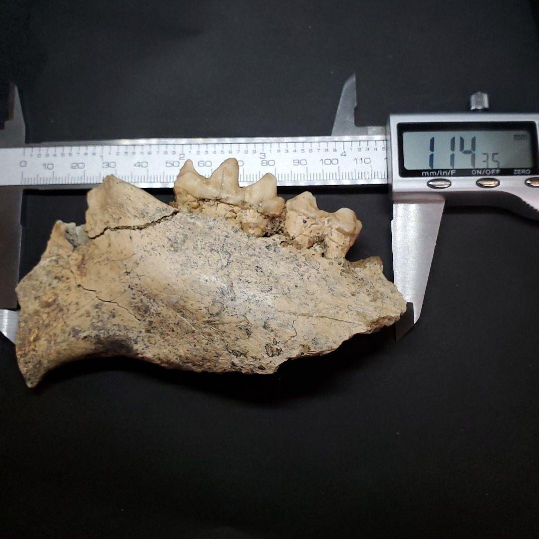 博物館級 キプロスドワーフカバ 化石 顎 本物 キプロス共和国 fr53