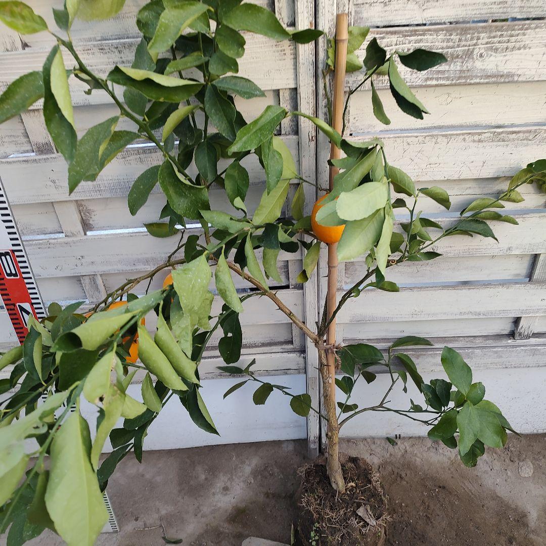 マイヤーレモン 苗木 3年生 実つき！