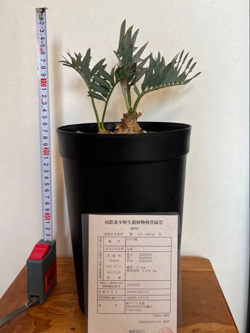 002 エンセファラルトス　ホリダス　ダブルヘッド　フラッシュ中