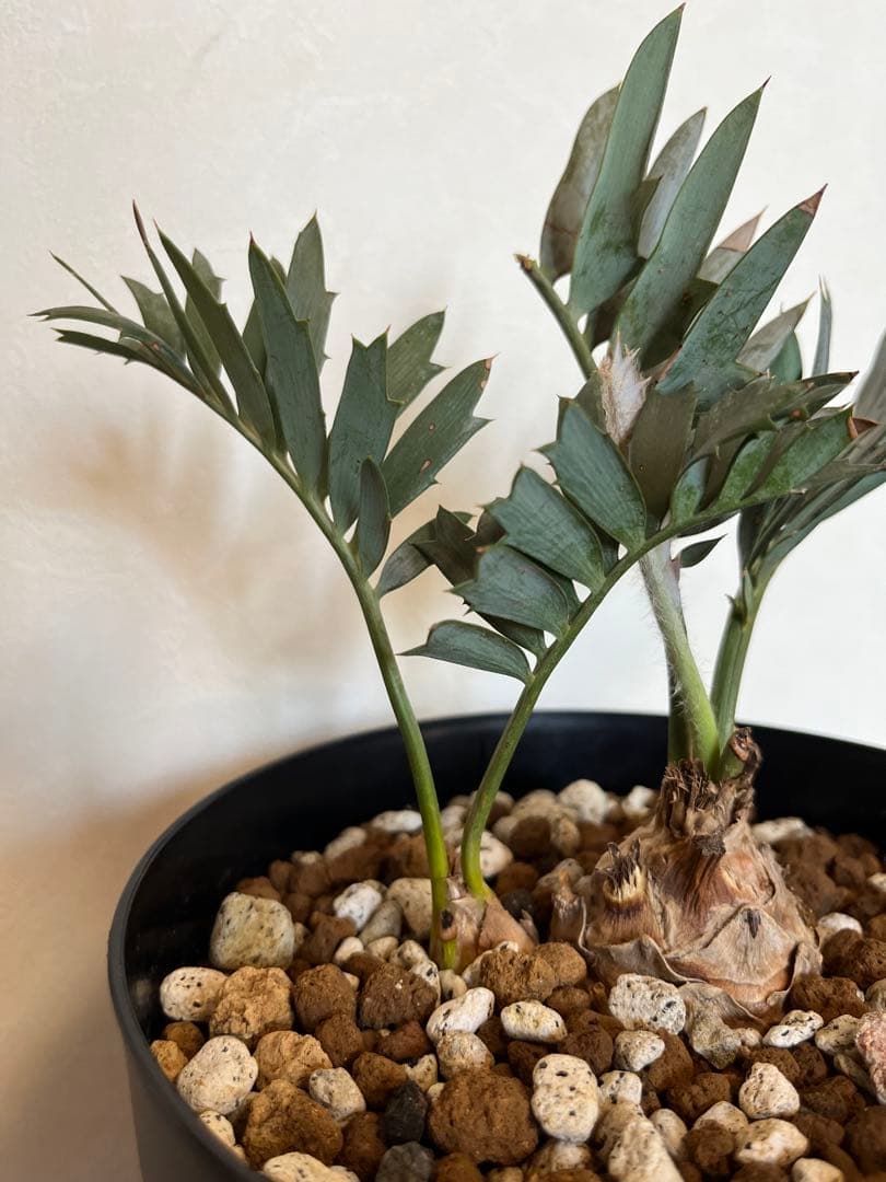 002 エンセファラルトス　ホリダス　ダブルヘッド　フラッシュ中