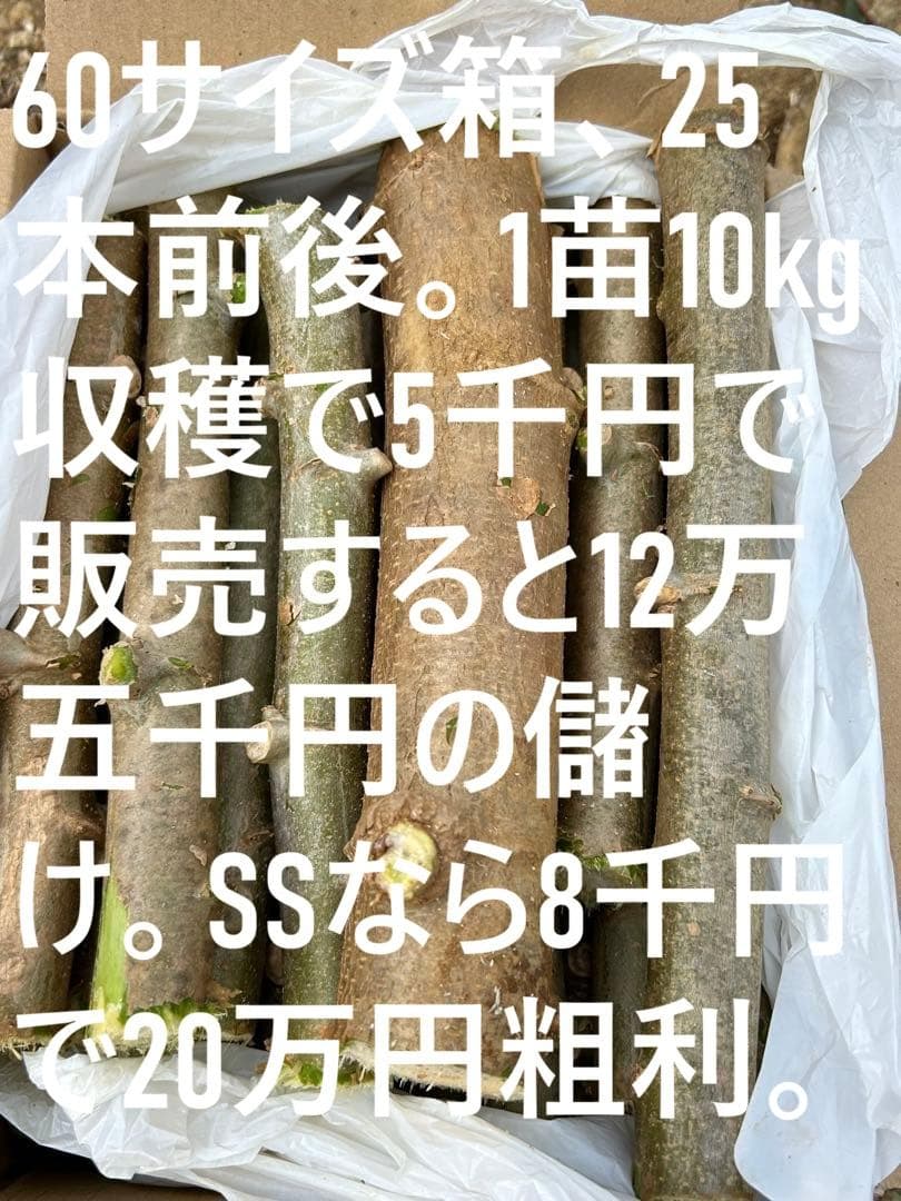 官能的な旨味と甘味。高級種◆キャッサバ・ゴールドSS◆挿し木枝。60サイズ箱満杯