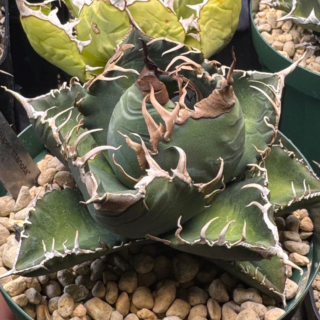 【発根済】アガベ スーパーチタノタ 悪魔くん カクタスグリーン