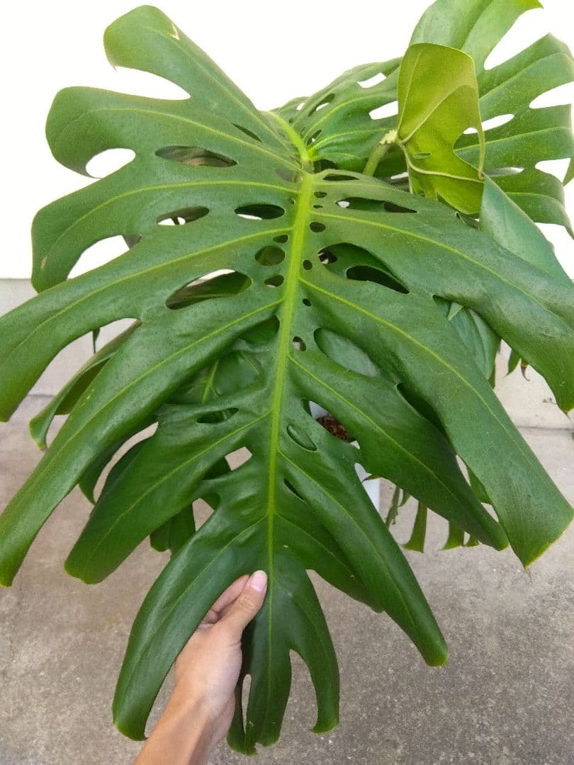 モンステラ　デリシオーサ　8号鉢つき　深穴開き❗2株植え❗大型葉❗　②