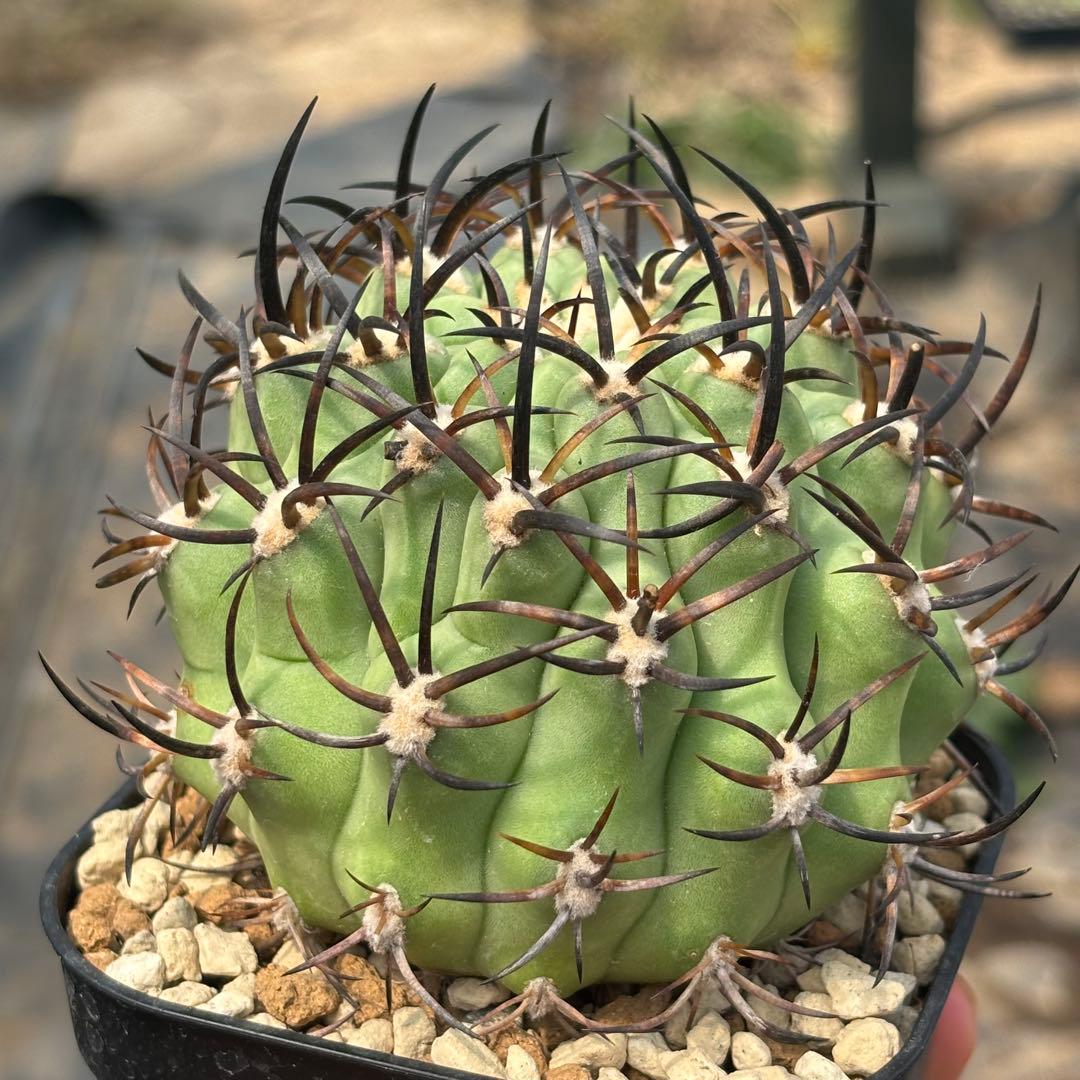 エリオシケ　極光丸