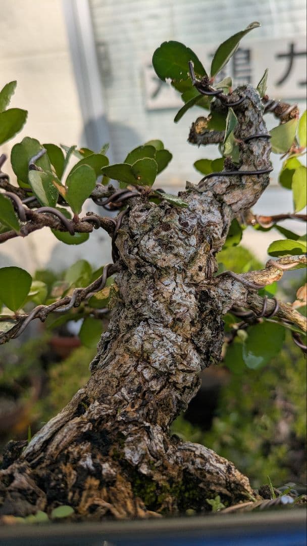 ハリツルマサキ（マッコウ）小品盆栽　荒れ肌
