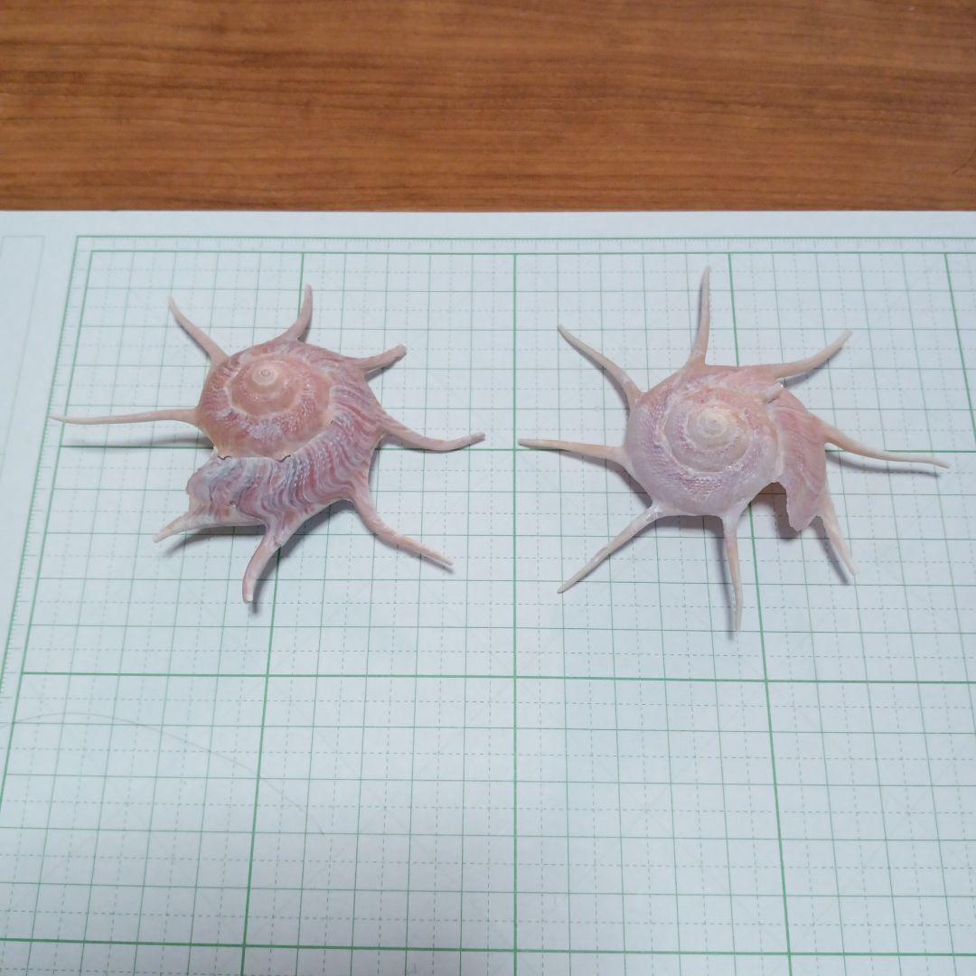 ハリナガリンボウ　蓋つき　②