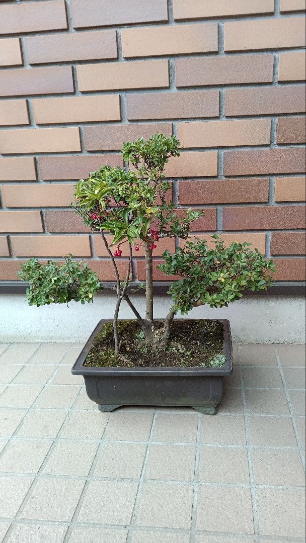 盆栽ツゲ&マンリョー