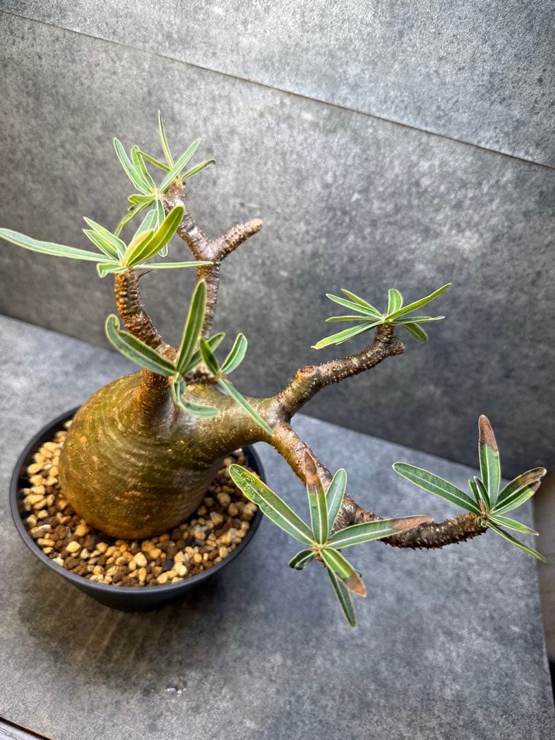 パキポディウム　グラキリス　現地球　発根済み　現21