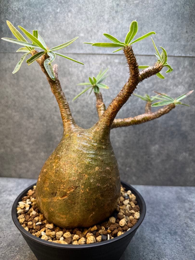 パキポディウム　グラキリス　現地球　発根済み　現21