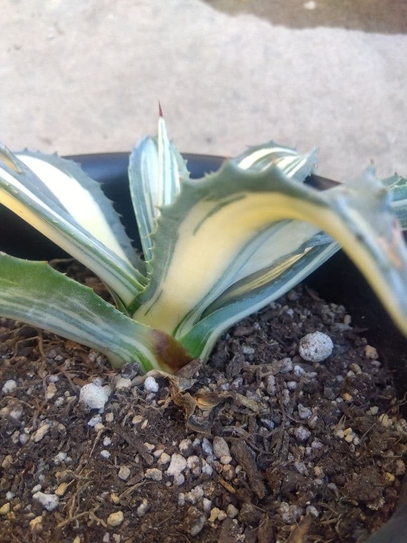 アガベ　アメリカーナ　白縞斑　超斑入り❗　⑧