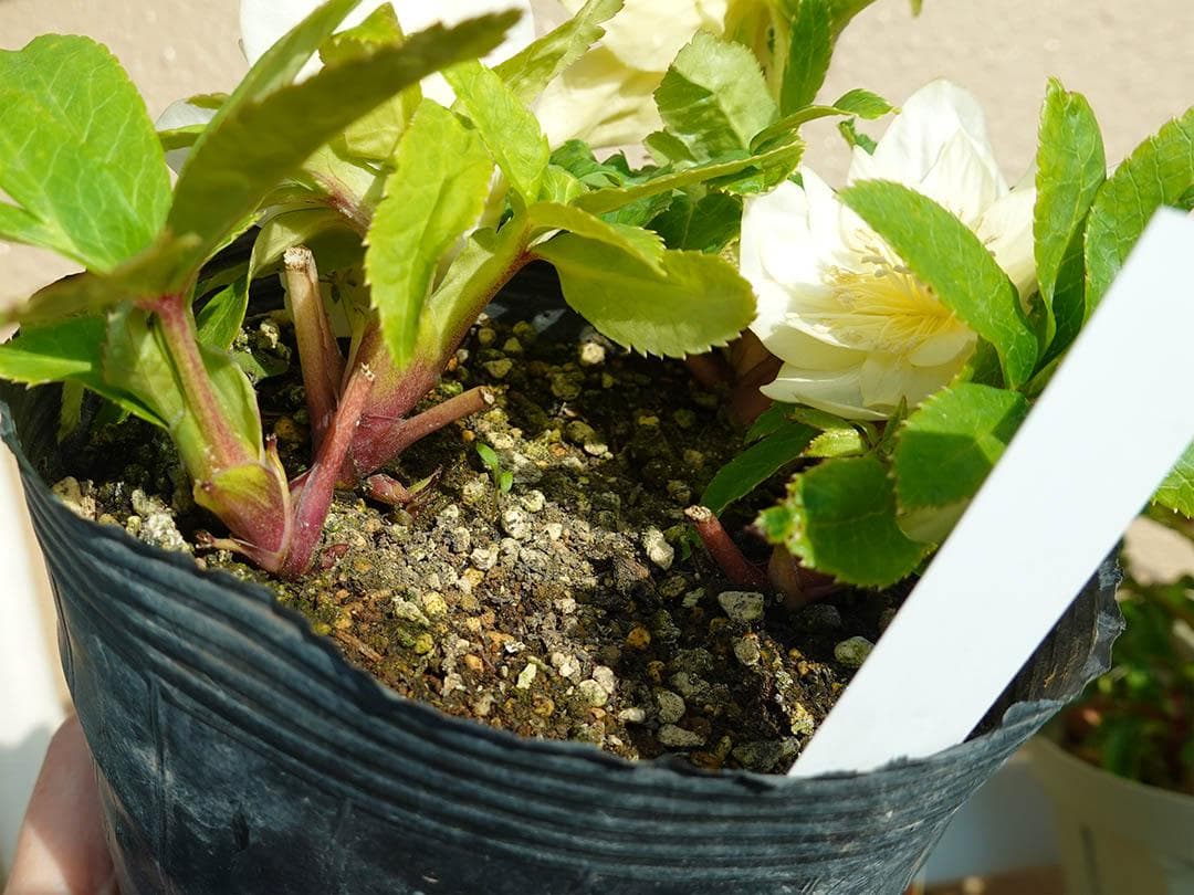 クリスマスローズ dd かぐや姫 グロス系交配フレグランス