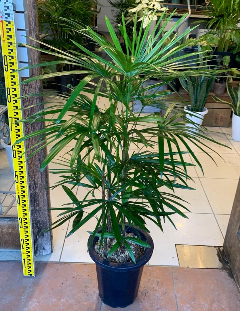 シュロチク 棕櫚竹 8号 8