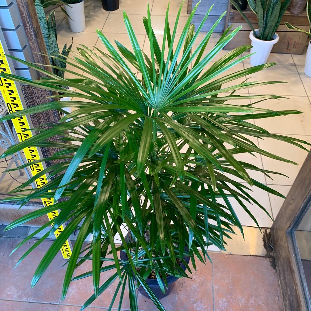 シュロチク 棕櫚竹 8号 8