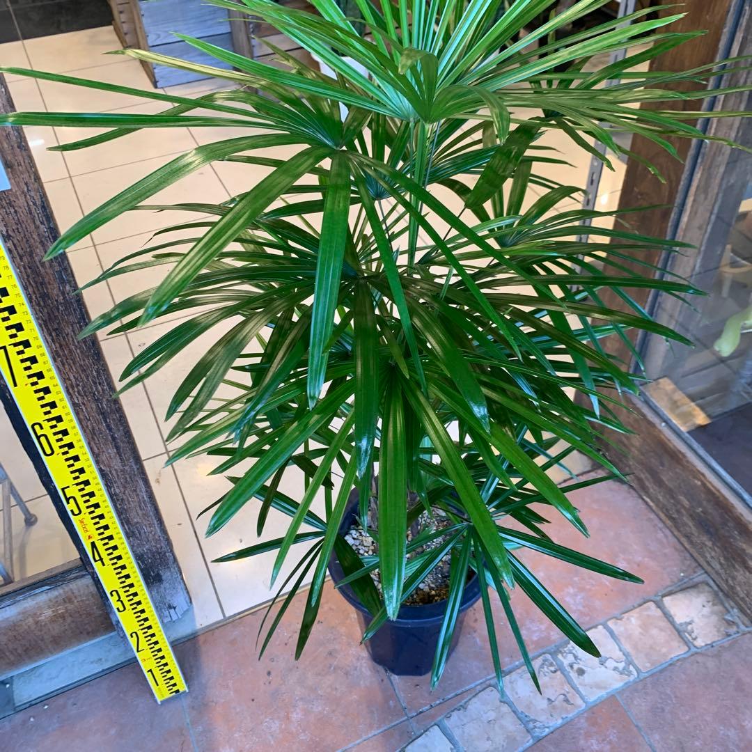 シュロチク 棕櫚竹 8号 8