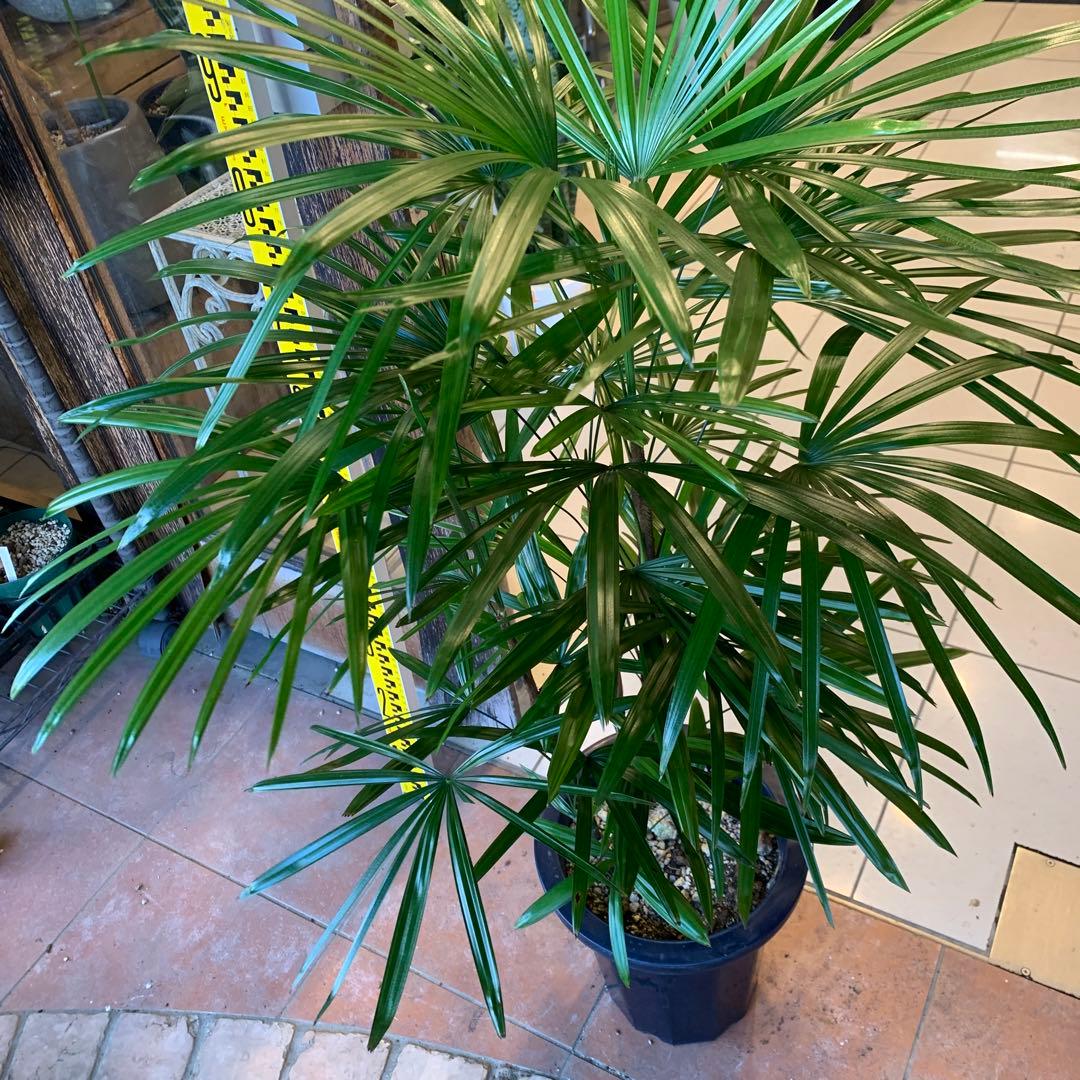 シュロチク 棕櫚竹 8号 8