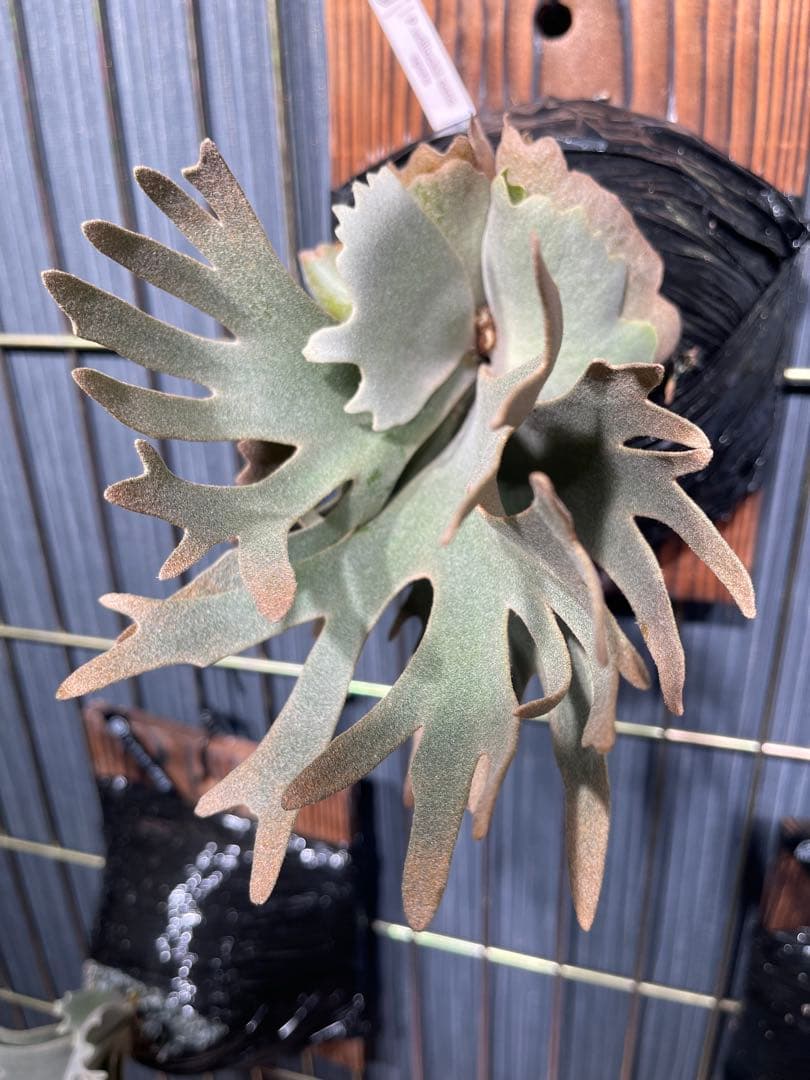 P.willinckii nano spore ビカクシダ　ドワーフ