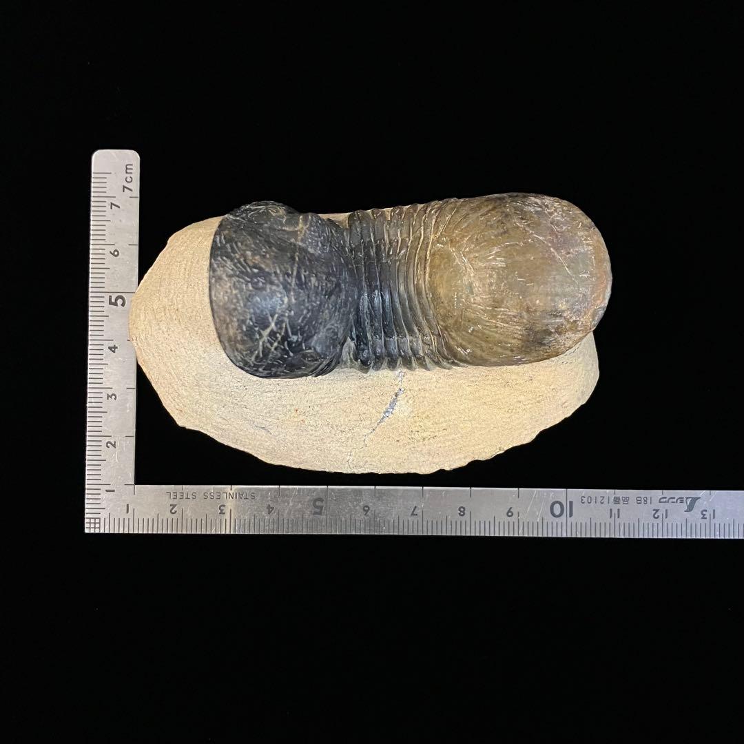 Paralejurus　三葉虫　化石　モロッコ 産