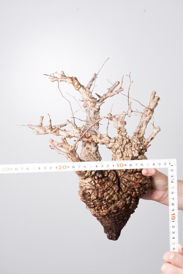 KP113 オペルクリカリア パキプス コーデックス ベアルート株　枝カット済み