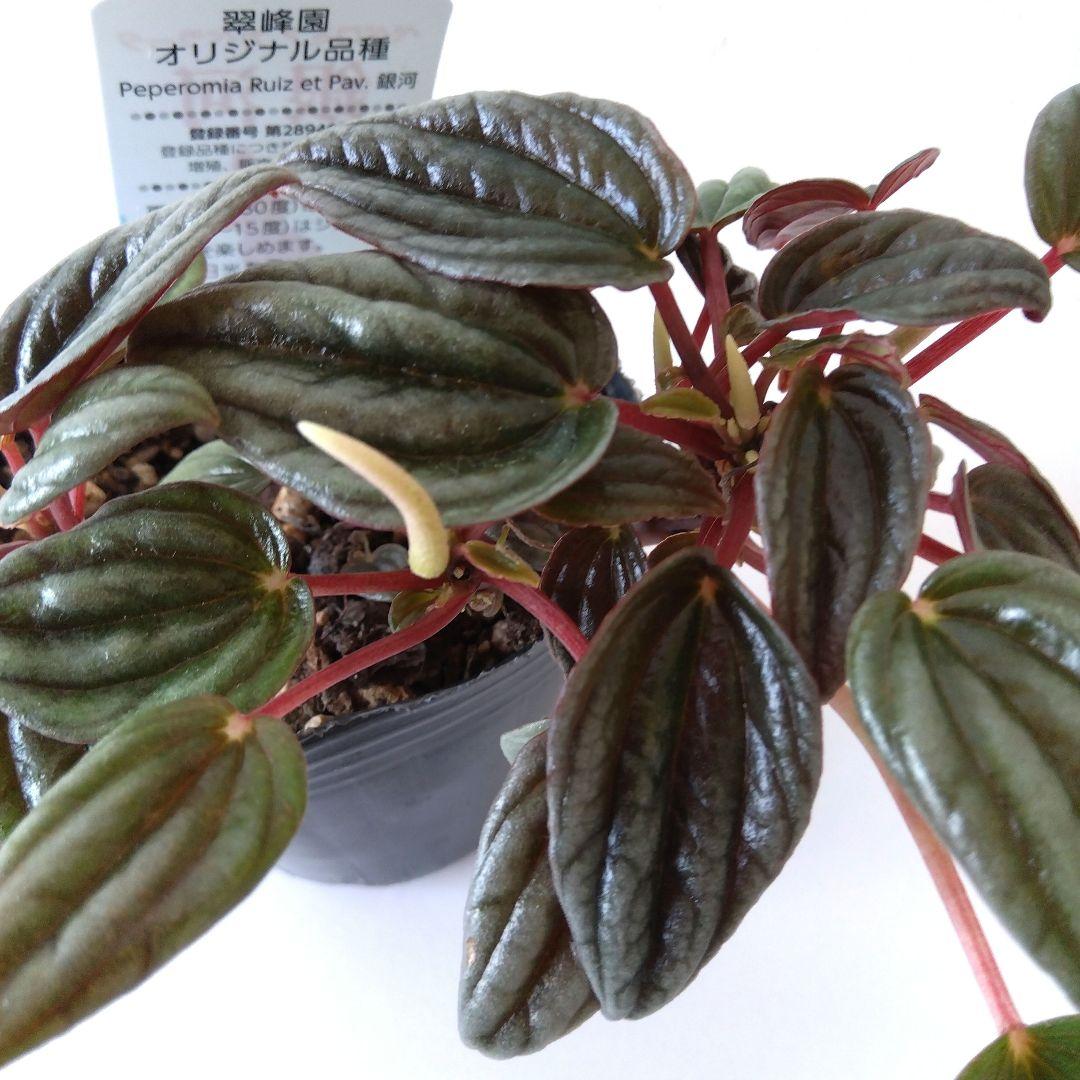 ペペロミア　カペラータ　銀河 ★宅急便コンパクト発送
