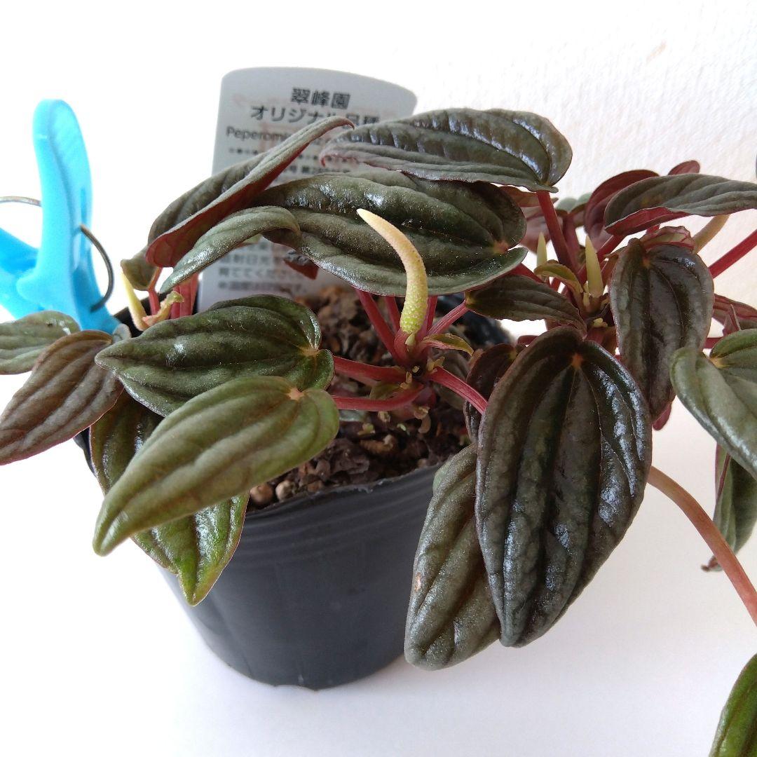 ペペロミア　カペラータ　銀河 ★宅急便コンパクト発送