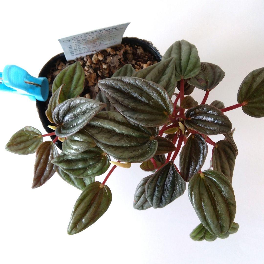 ペペロミア　カペラータ　銀河 ★宅急便コンパクト発送