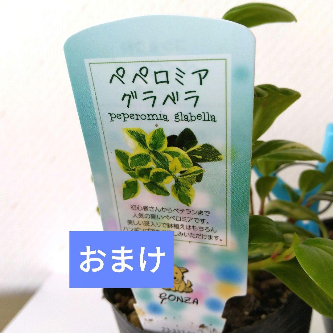 ペペロミア　カペラータ　銀河 ★宅急便コンパクト発送