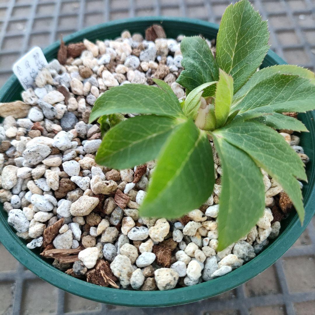 クリスマスローズ　苗