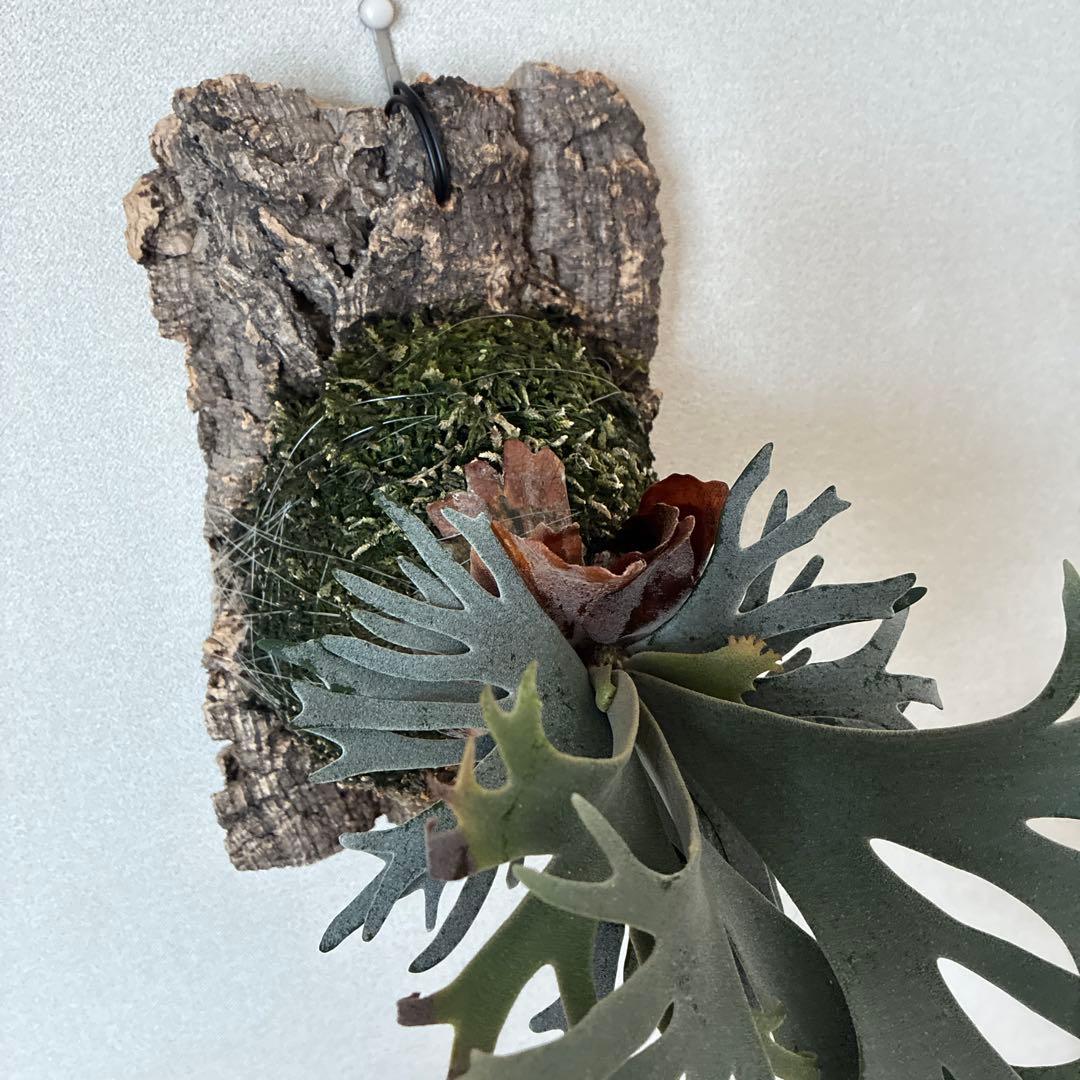 P.willinckii bacteria spore バクスポ　ビカクシダ