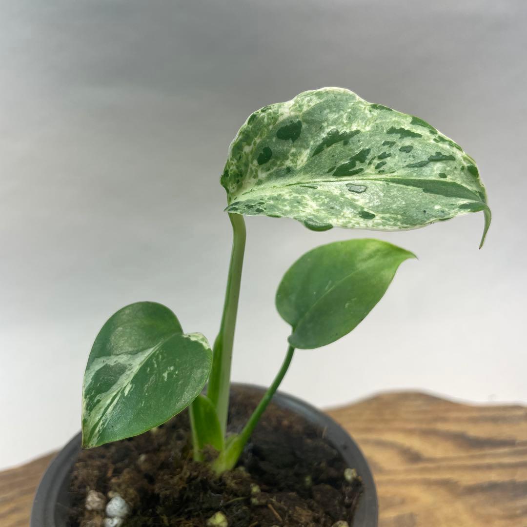 我*成様 a46品種保証！斑入り保証！Bulbasaurモンステラ バルバソー