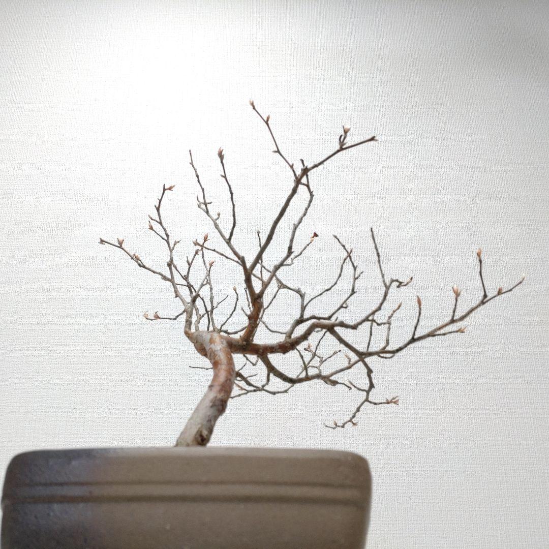 寒樹姫沙羅（ヒメシャラ）盆栽 SS030
