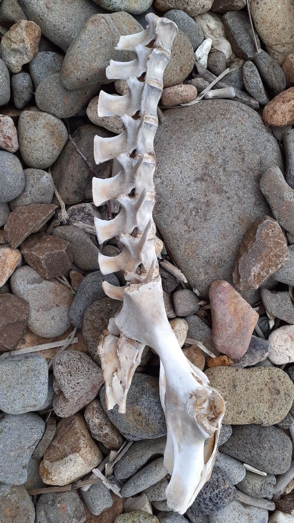 海獣の骨