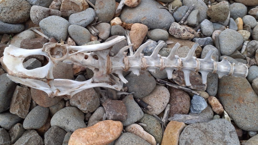 海獣の骨