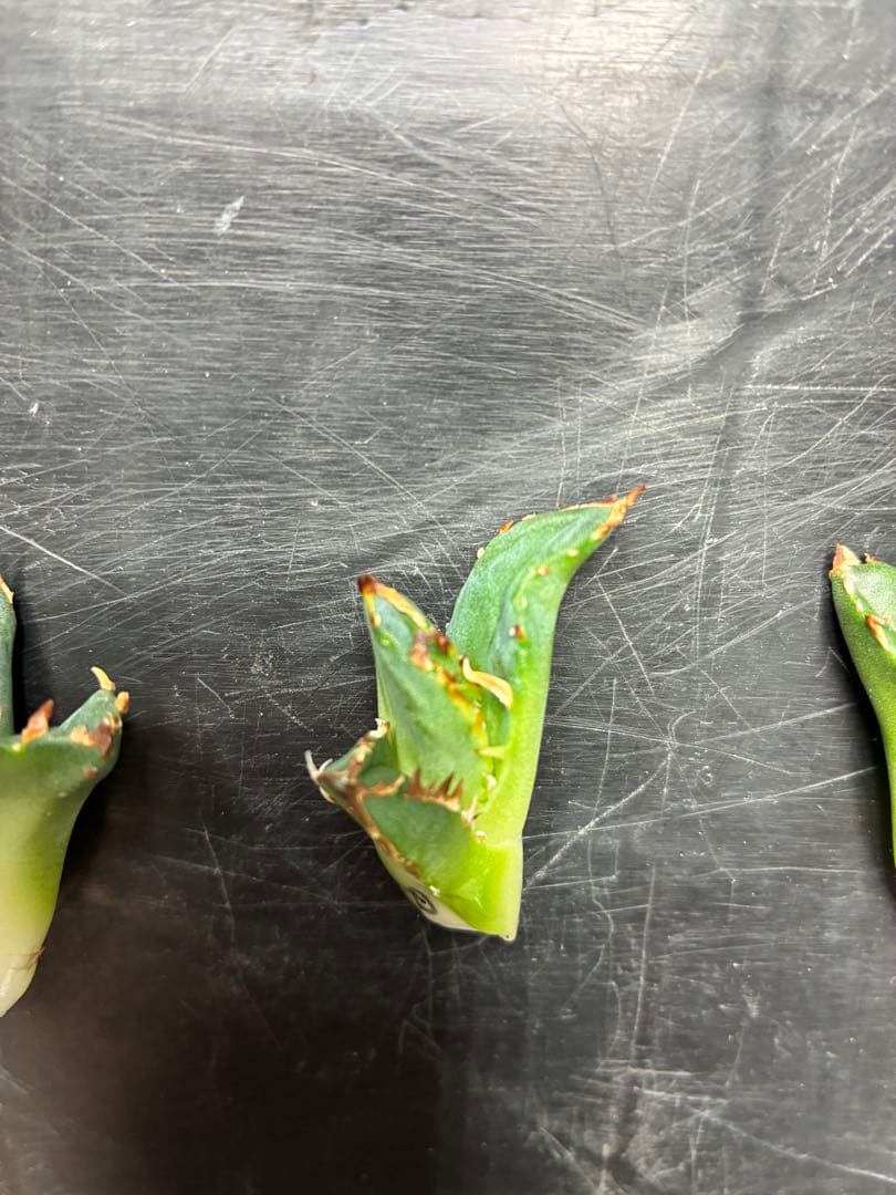 だだ　皇冠　クラウンOC子株　5個セット　検）植物　塊根　サボテン