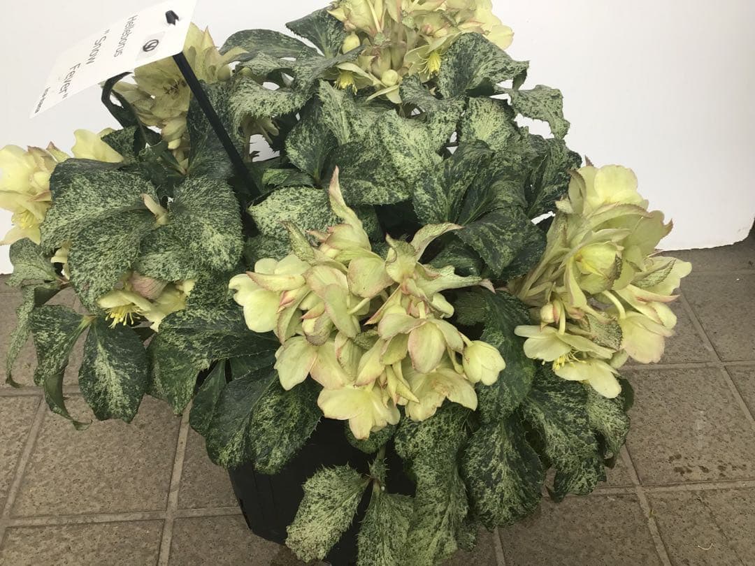 ④ 定価の5000円引きでの販売‼︎ 5年物のクリスマスローズ・スノーフィーバー