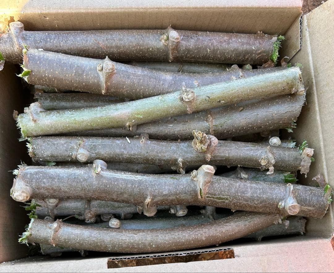 究極＝世界最高峰◆ゴールデン・キャッサバ★80サイズ段ボール大箱に満杯★挿し木枝
