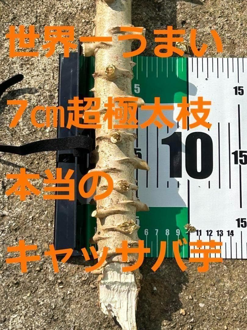 究極＝世界最高峰◆ゴールデン・キャッサバ★80サイズ段ボール大箱に満杯★挿し木枝
