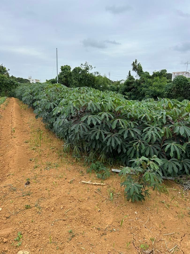 究極＝世界最高峰◆ゴールデン・キャッサバ★80サイズ段ボール大箱に満杯★挿し木枝