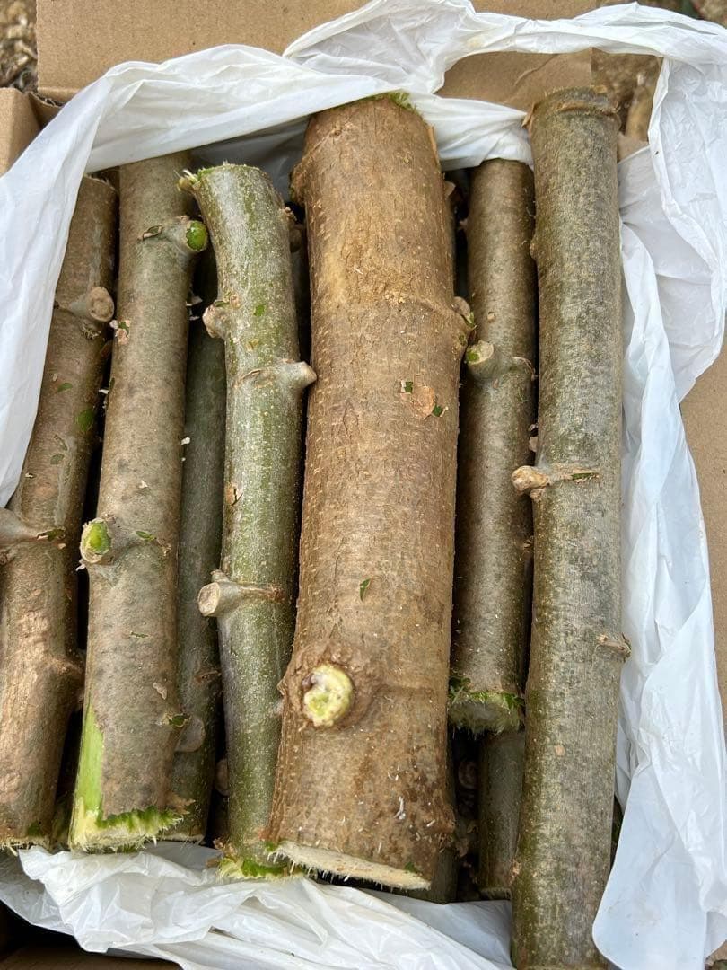 究極＝世界最高峰◆ゴールデン・キャッサバ★80サイズ段ボール大箱に満杯★挿し木枝