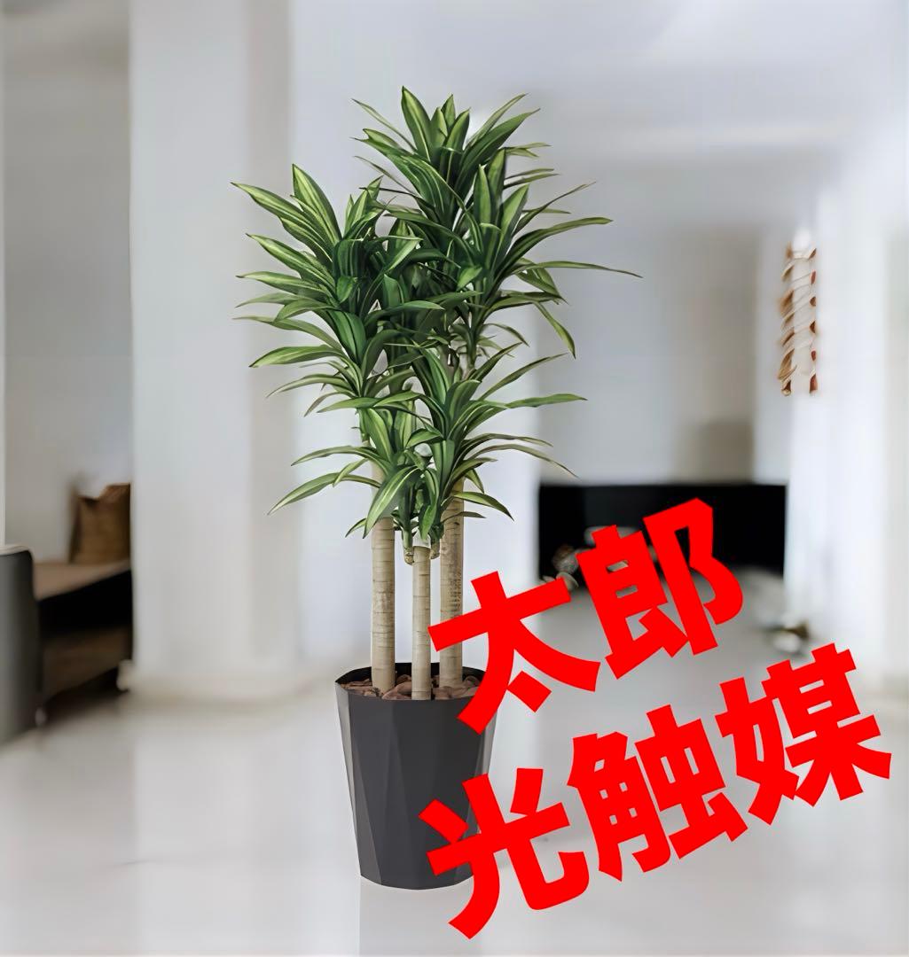 光触媒　人工観葉植物　ウォールグリーン　フェイクグリーン　幸福の木1.8