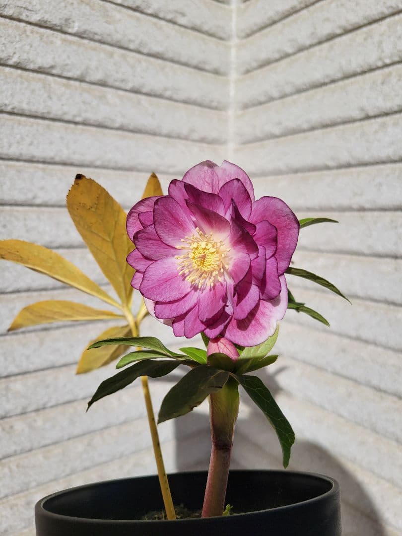 広瀬園芸　クリスマスローズ　オーレアピンクダブル