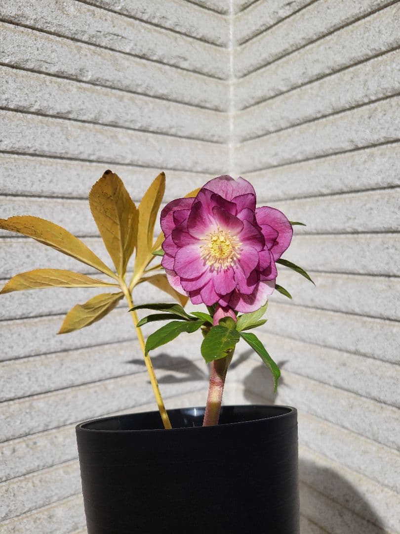 広瀬園芸　クリスマスローズ　オーレアピンクダブル