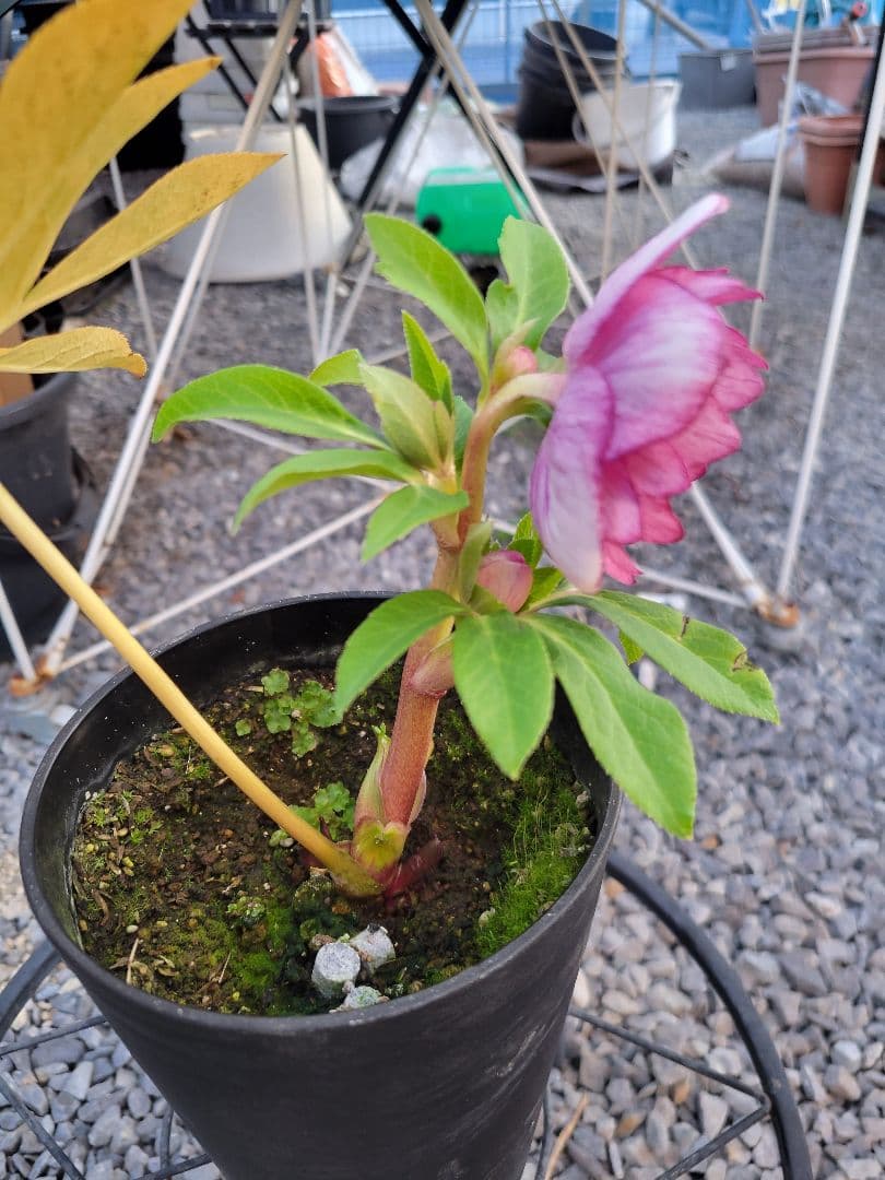 広瀬園芸　クリスマスローズ　オーレアピンクダブル